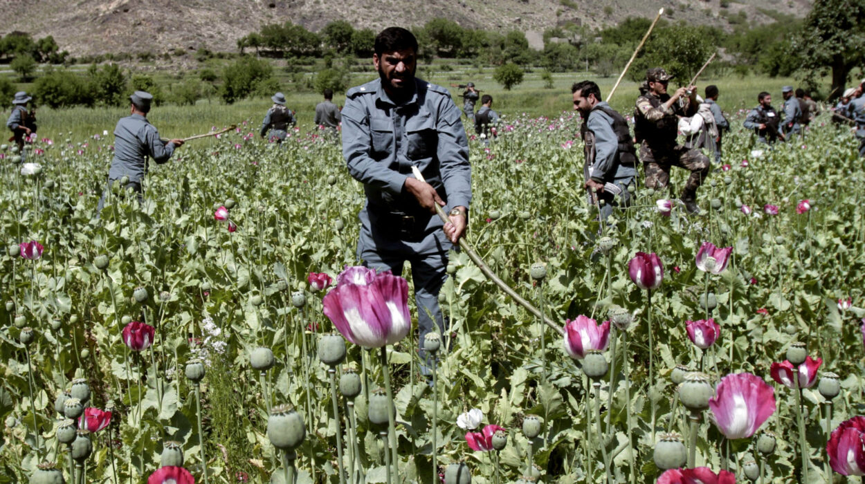 Afghanistan-Opium-Trade