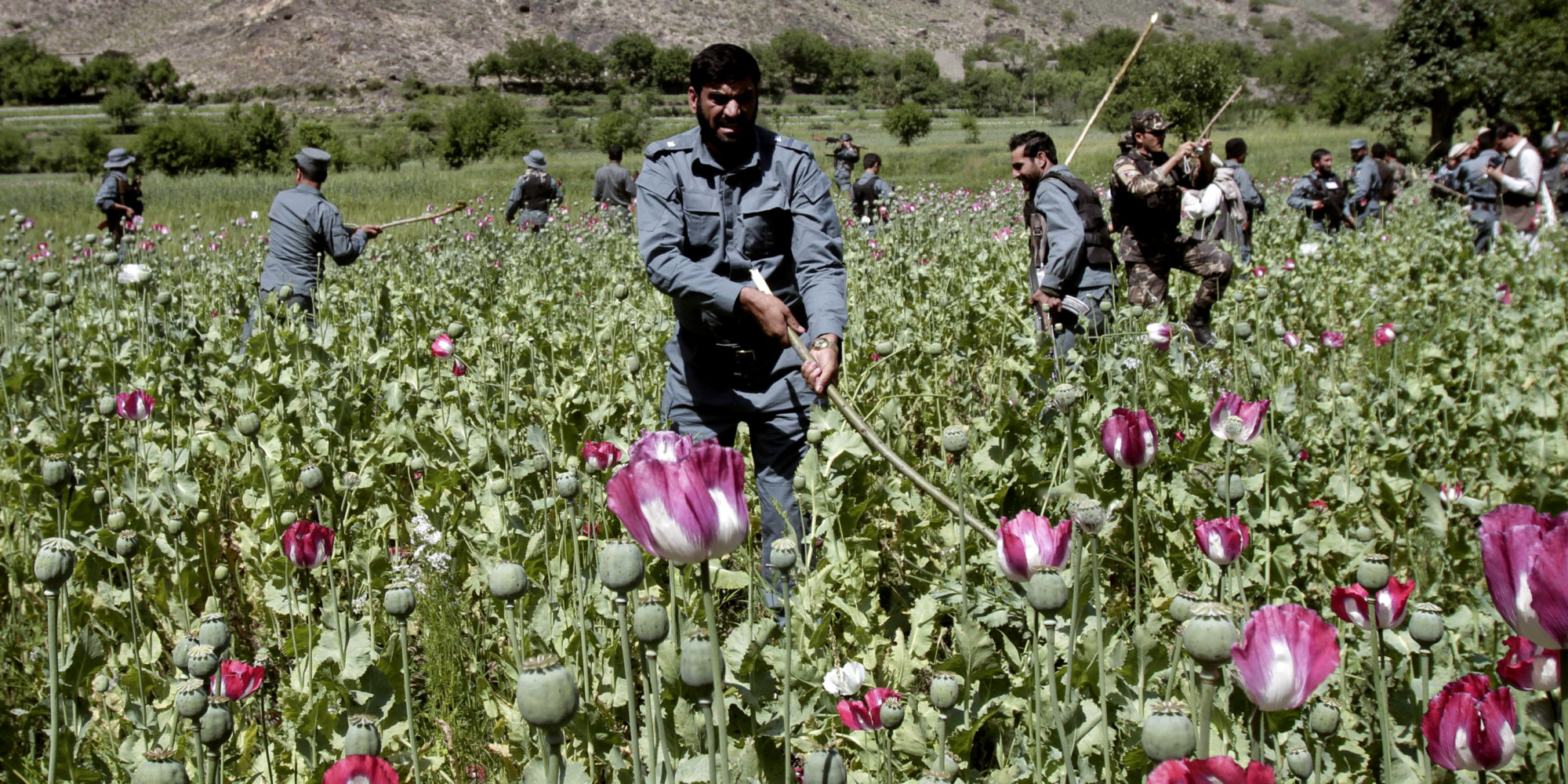 Afghanistan-Opium-Trade