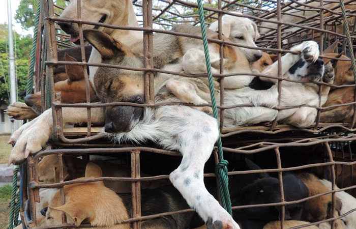 Taiwan-bans-eating-dogs-cats-meat-11