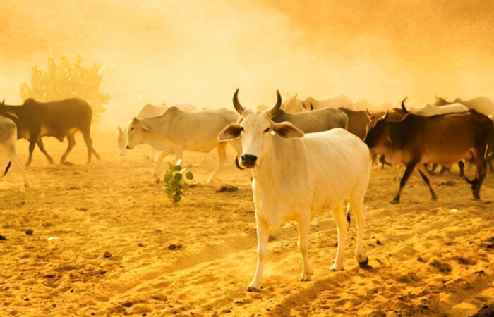 India cattle