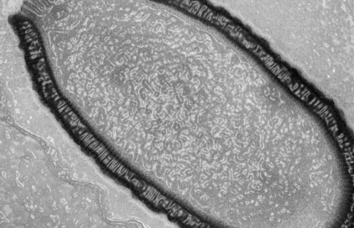 pithovirus-section