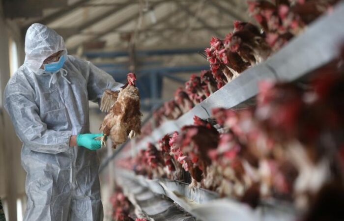 china_technician-checks-chickens_reuters