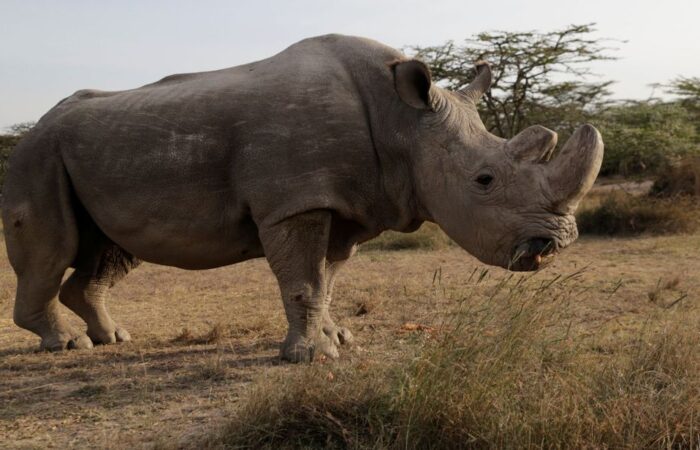 skynews-white-rhino-sudan_4260300