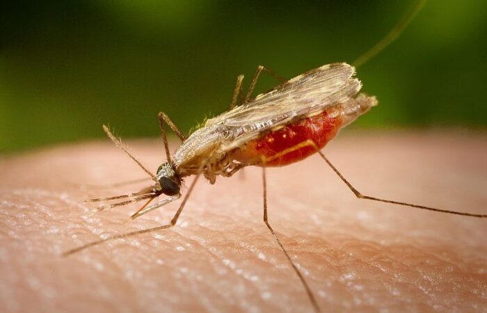 800px-Anopheles_minimus