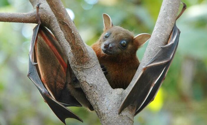 fruit-bat