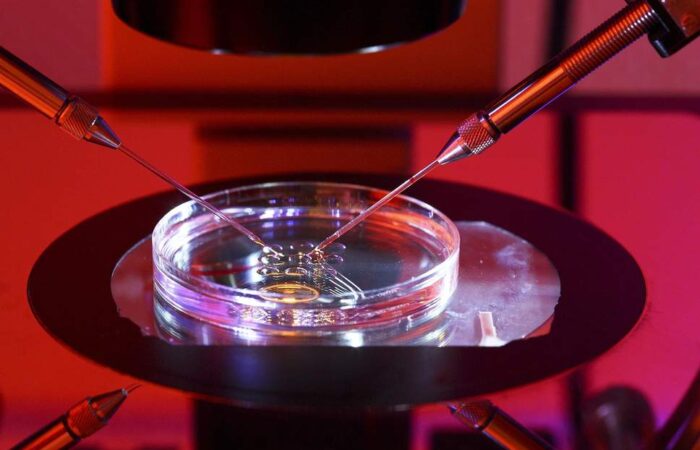 Gene-Editing-Rex (1)