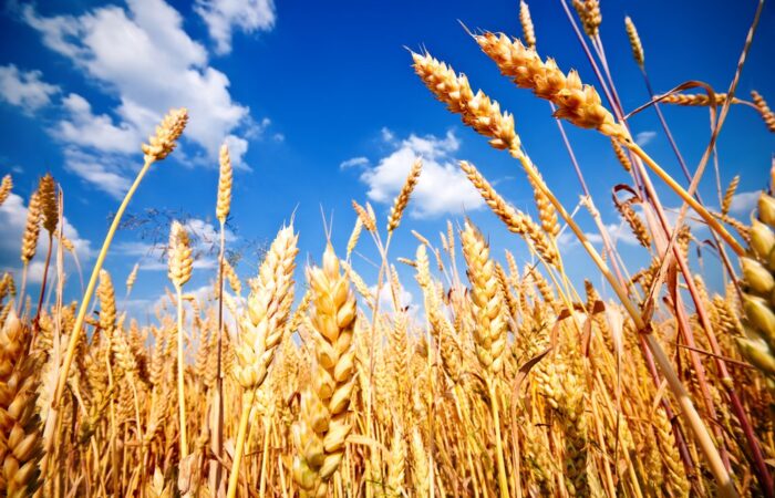 tillage-wheat