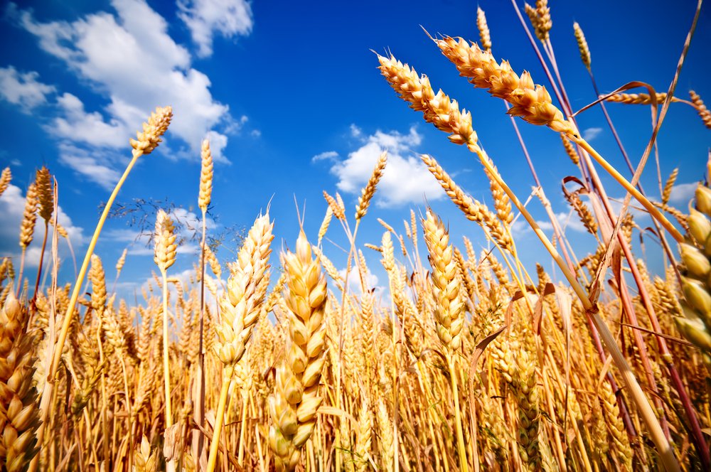 tillage-wheat
