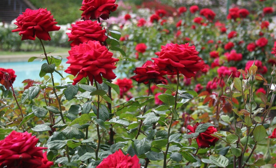 rose-garden