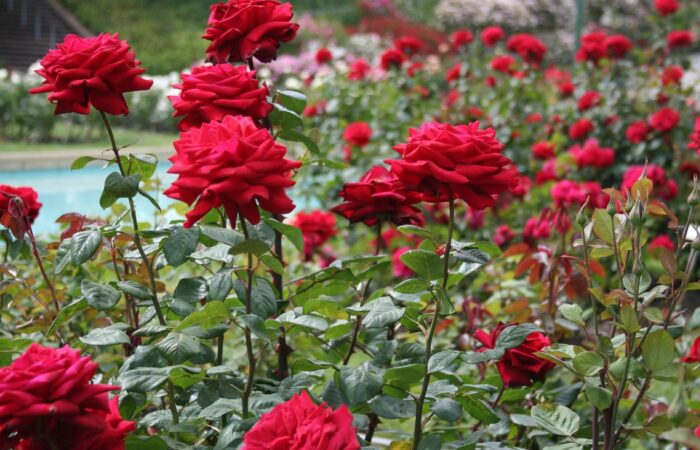 rose-garden