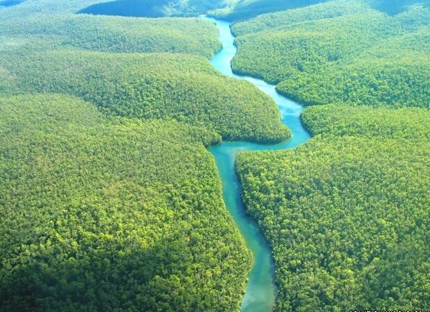 amazon-rainforest