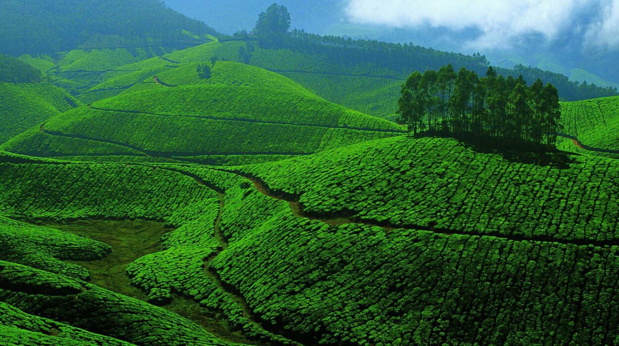 Cochin-Munnar