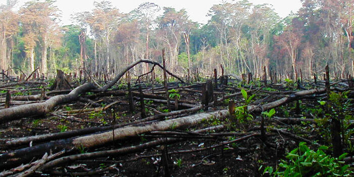deforestation