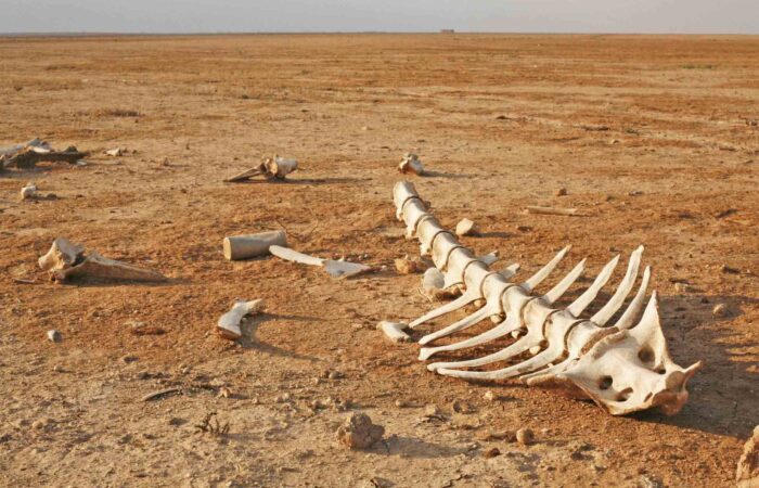 extinction-report