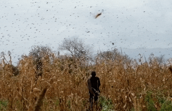 locust