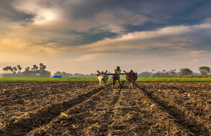 RESCUING INDIAN AGRICULTURE