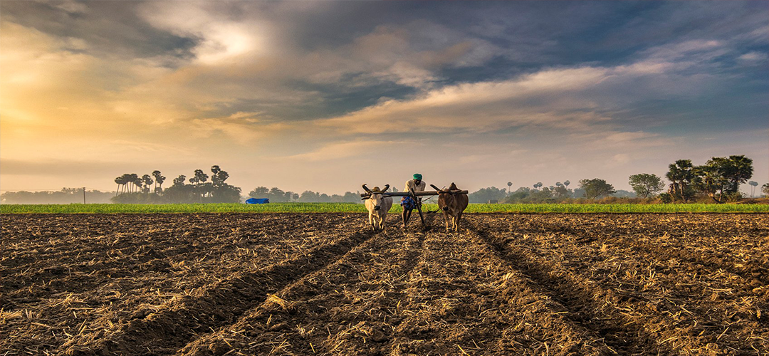 RESCUING INDIAN AGRICULTURE