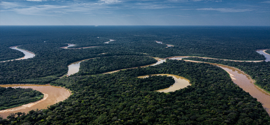 GUARDIANS OF THE RAINFOREST?